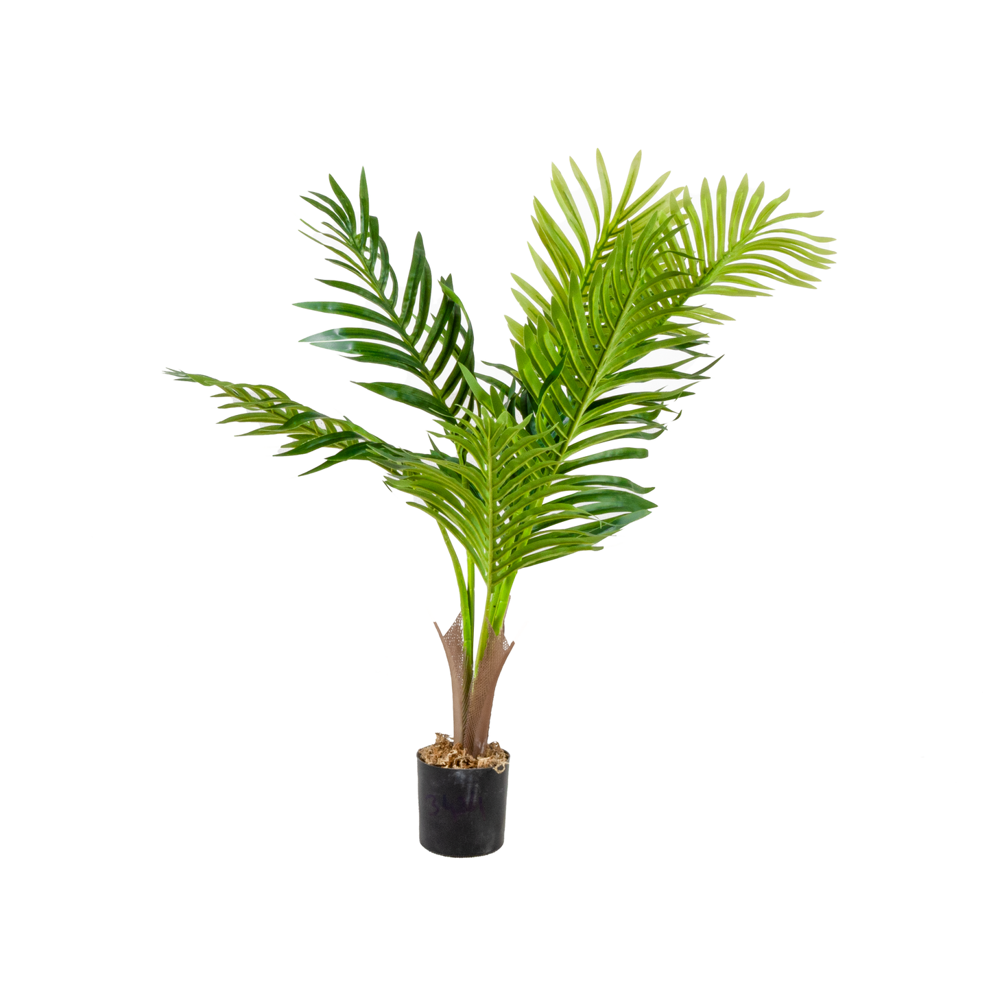 شجرة نخيل هاواي