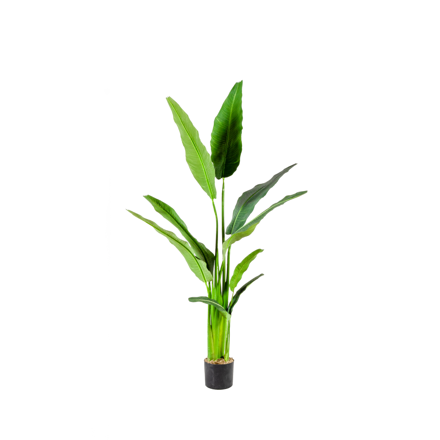 Traveller Palm Tree