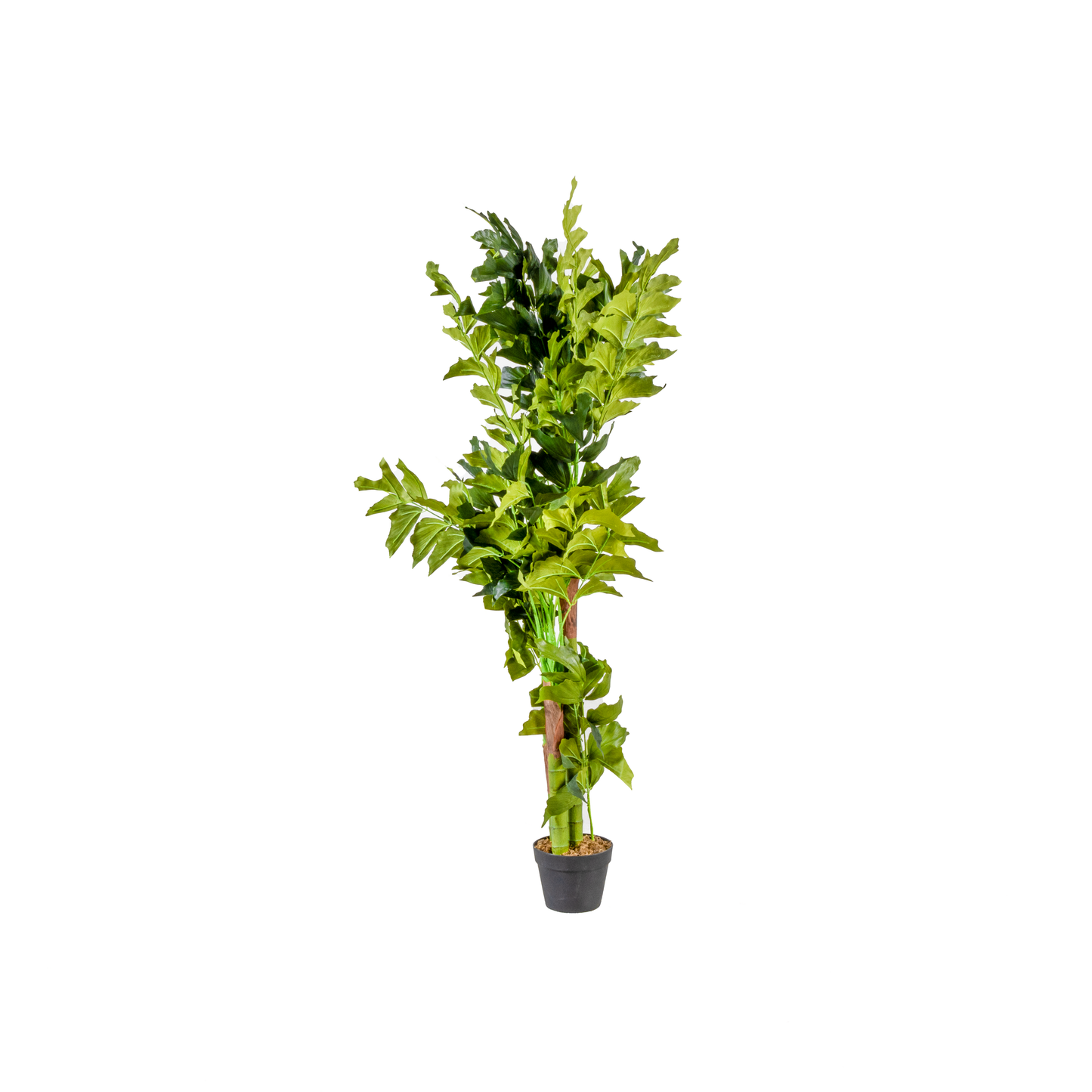 Duck Foot Wood Tree