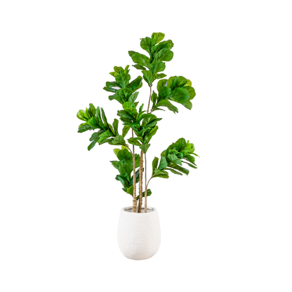 Fiddle Leaf Fig Medium