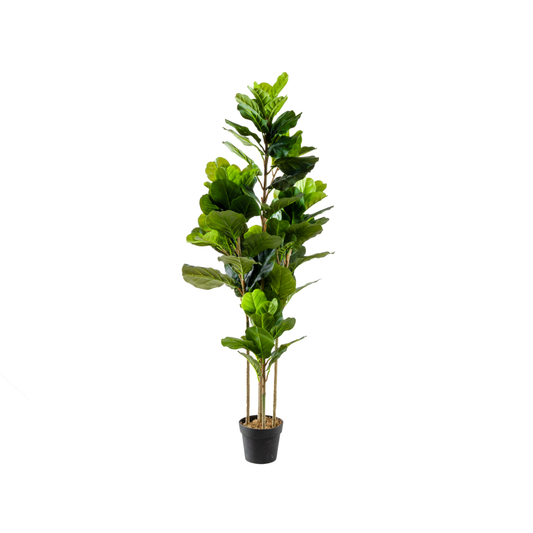 Fiddle Leaf Fig Small