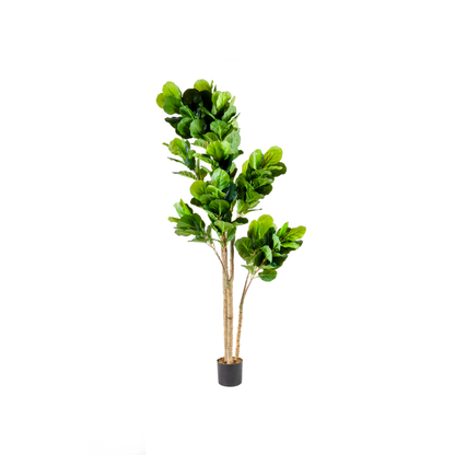 Fiddle Leaf Fig Large