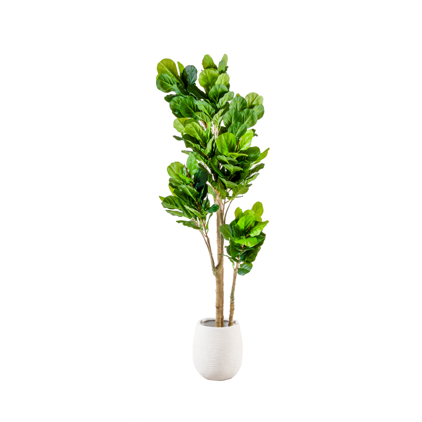 Fiddle Leaf Fig Large