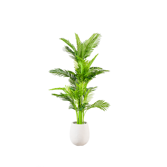 شجرة نخيل هاواي