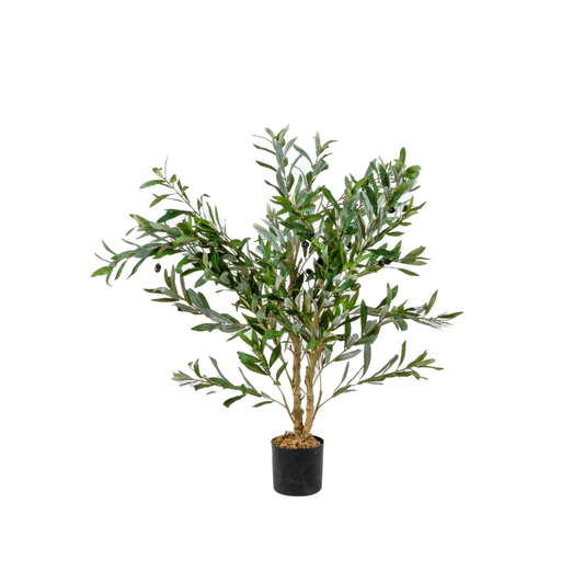 Olive Tree I